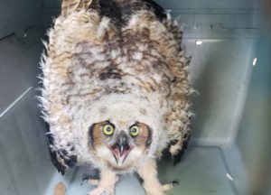 Owl in a transport bin