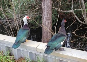 Pair of Muscovy Ducks standing over water