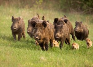 Group of Wild Hogs running in the field