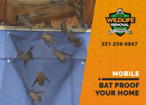 bat proofing my mobile home