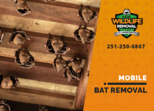 bat exclusion in mobile