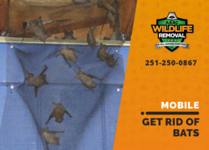 get rid of bats mobile