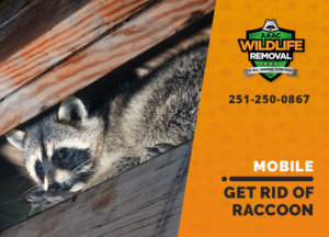 get rid of raccoon mobile