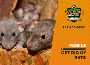get rid of rats mobile