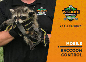 raccoon control mobile