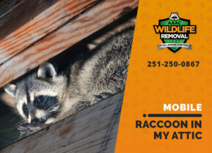 raccoon stuck in attic mobile