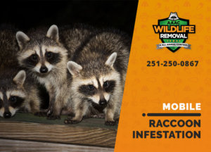 infested by raccoons mobile