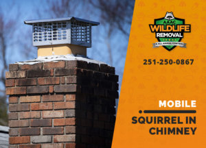squirrel stuck in chimney mobile