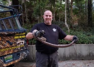 Jim Adams holding a six-and-a-half-foot rat snake.
