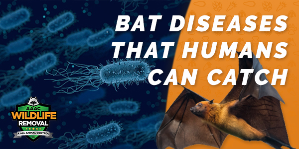 Bat Diseases That Humans Can Catch
