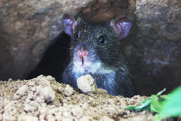rat in a burrow