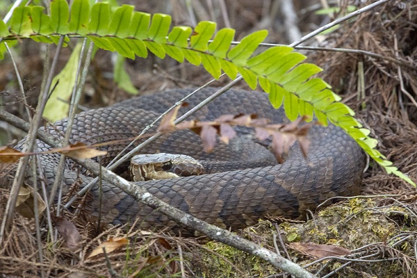 Image of a snake